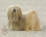 Lhasa Apso 8W062D-22